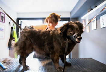 Image showing pet hairdresser woman cutting fur of cute black dog