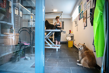 Image showing pet hairdresser woman cutting fur of cute black dog