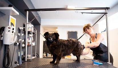 Image showing pet hairdresser woman cutting fur of cute black dog