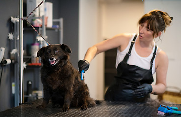 Image showing pet hairdresser woman cutting fur of cute black dog