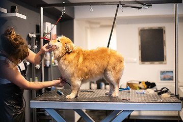 Image showing pet hairdresser woman cutting fur of cute yellow dog