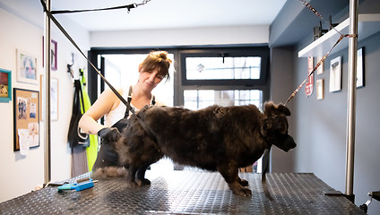 Image showing pet hairdresser woman cutting fur of cute black dog