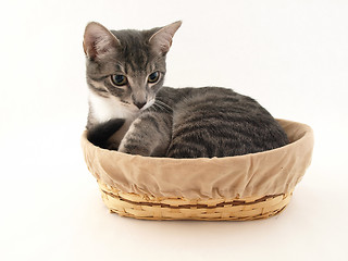 Image showing Gray Kitten in a Basket