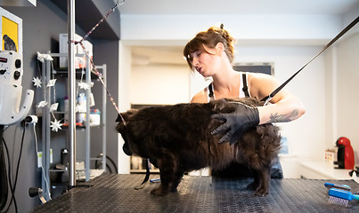 Image showing pet hairdresser woman cutting fur of cute black dog