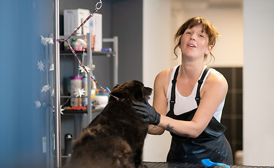 Image showing pet hairdresser woman cutting fur of cute black dog