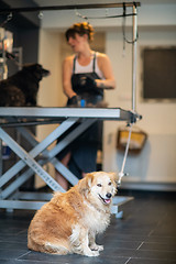 Image showing pet hairdresser woman cutting fur of cute black dog