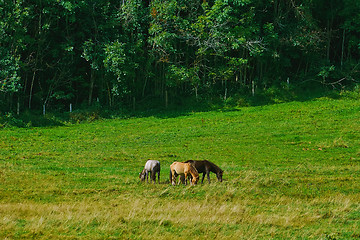 Image showing Horses in the Pasture