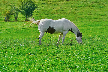 Image showing Horse on the Pasture