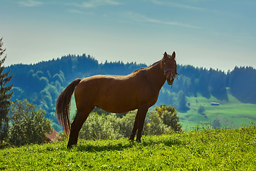 Image showing Chestnut Horse on Pasture