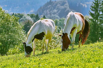 Image showing Horses on the Pasture