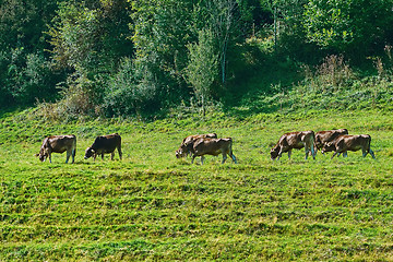 Image showing Herd of Cows