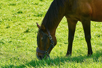 Image showing Horse on the Pasture