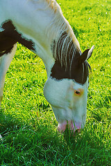 Image showing Horse on the Pasture