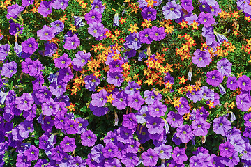 Image showing Backround of Flowers