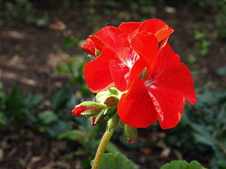 Image showing Bright Red Petunia
