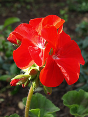 Image showing Red Petunia