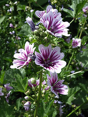 Image showing Hollyhock