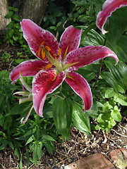 Image showing Dark Pink Stargazer Lily