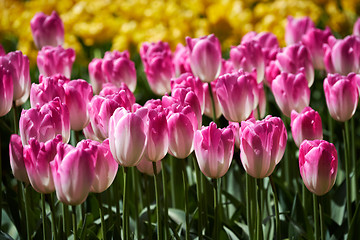 Image showing Blooming tulips flowerbed in Keukenhof flower garden, Netherland