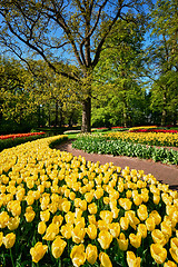 Image showing Blooming tulips flowerbeds in Keukenhof flower garden, Netherlan