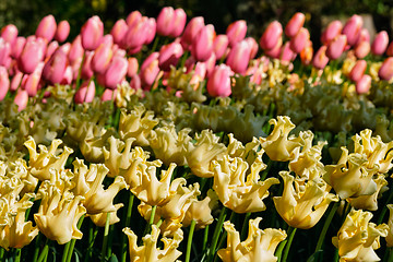 Image showing Blooming tulips flowerbed in Keukenhof flower garden, Netherland