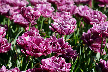 Image showing Blooming tulips flowerbed in Keukenhof flower garden, Netherland