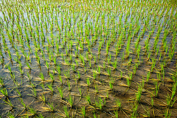 Image showing Green rice paddy in India