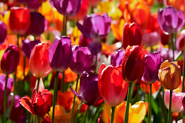 Image showing Blooming tulips flowerbed in Keukenhof flower garden, Netherland