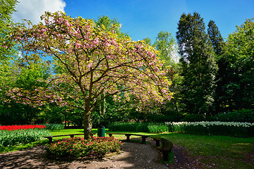 Image showing Blooming tree in Keukenhof flower garden, Netherlands