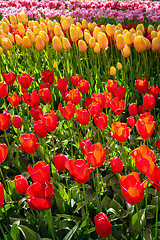 Image showing Blooming tulips flowerbed in Keukenhof flower garden, Netherland