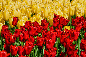 Image showing Blooming tulips flowerbed in Keukenhof flower garden, Netherland