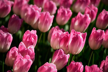 Image showing Blooming tulips flowerbed in Keukenhof flower garden, Netherland