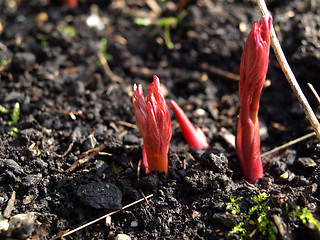 Image showing Spring Starts