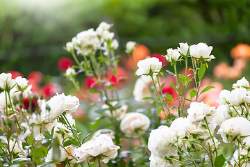 Image showing a rose in the garden