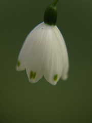 Image showing Single Snowflake Flower