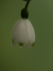 Image showing Isolated Snowflake Flower