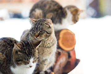 Image showing cats in snow