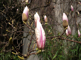 Image showing Tulip Tree