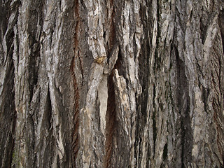 Image showing Tree Bark Background
