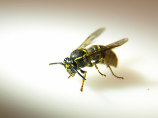 Image showing Yellow Jacket