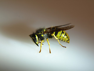 Image showing Side view of a Yellow Jacket