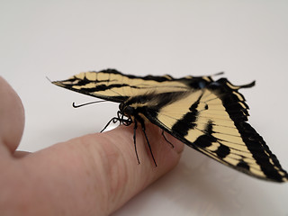 Image showing Butterfly on a Finger