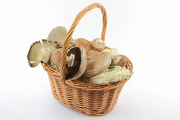 Image showing Mixed sorts Organic mushrooms. 