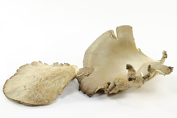 Image showing Organic mushrooms Oysters top and bottom. 