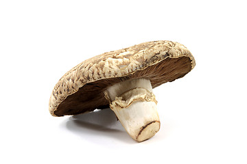 Image showing Close-up view of Organic mushroom Portobello.  