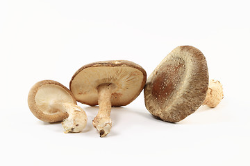 Image showing Close-up view of Organic mushrooms Shitake.  