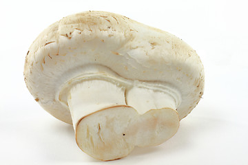 Image showing Macro picture of Organic White mushroom.  