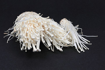 Image showing Closeup picture of Organic Enoki mushroom.  