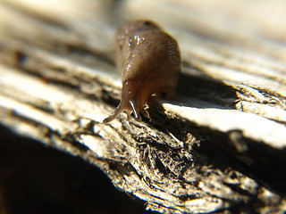 Image showing Slug on Wood