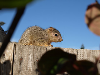 Image showing Western Gray Squirrel